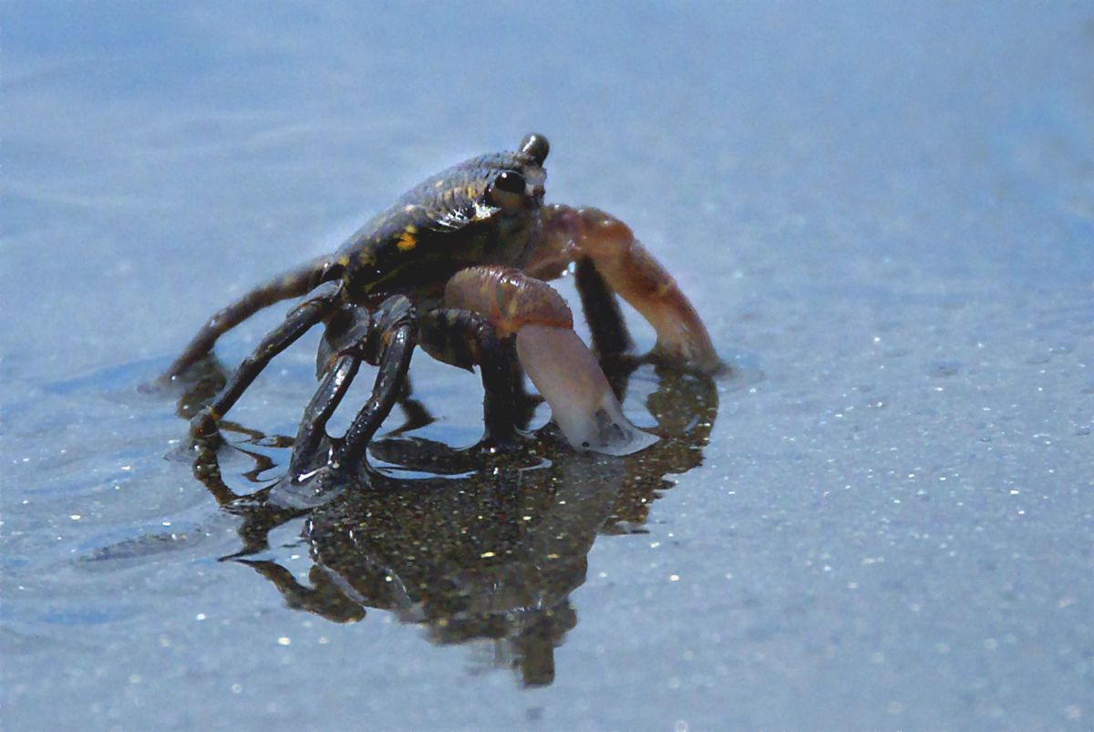蟹と戯る 動物 その他の海の生物 Ganref