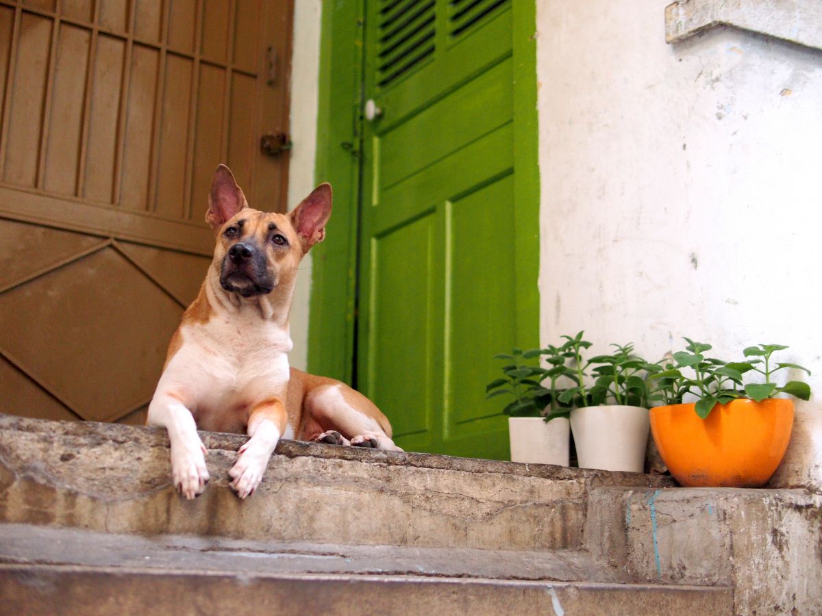 カフェの看板犬 動物 犬 Ganref