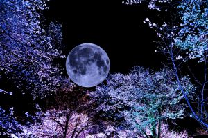 月夜桜 a5760512fcd1c16e6ad8abc7cbf939