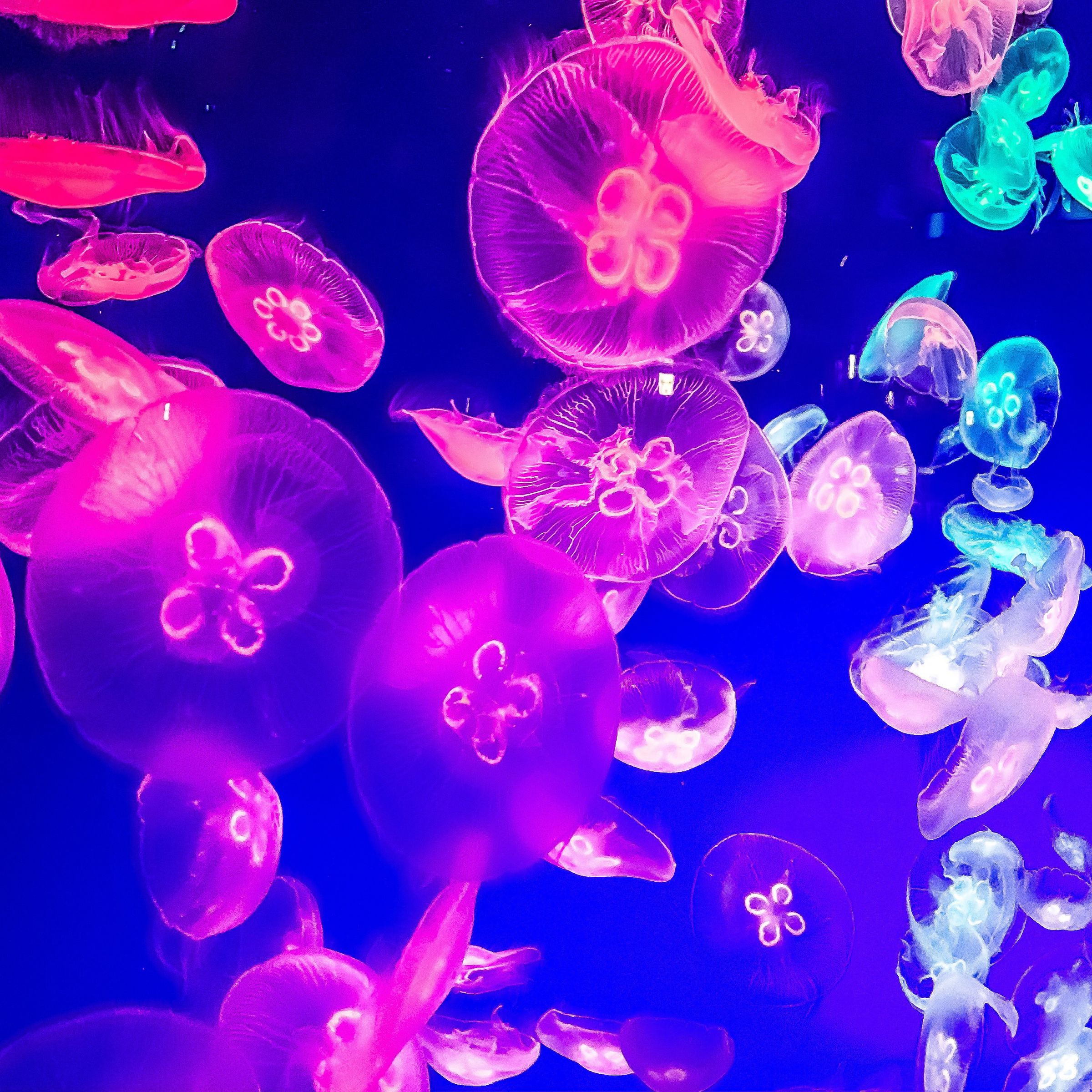 神秘的な… | GANREF