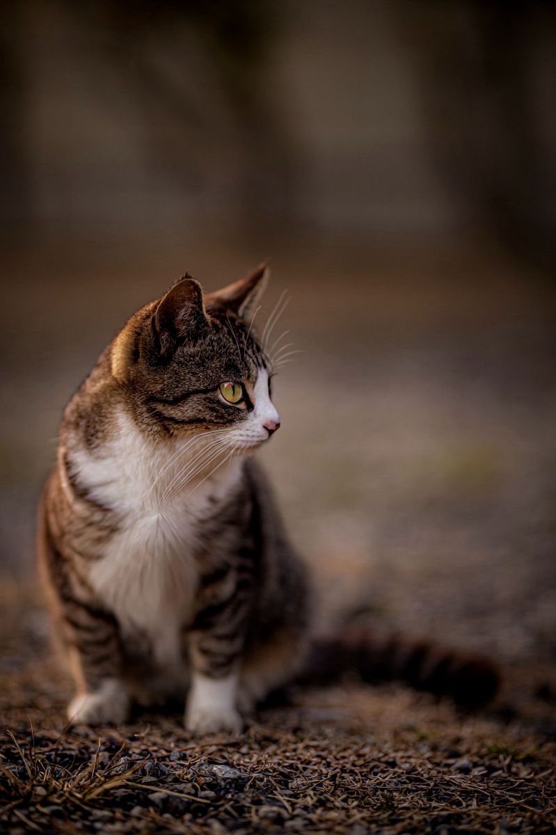 見つめる先  動物 ＞ 猫  GANREF