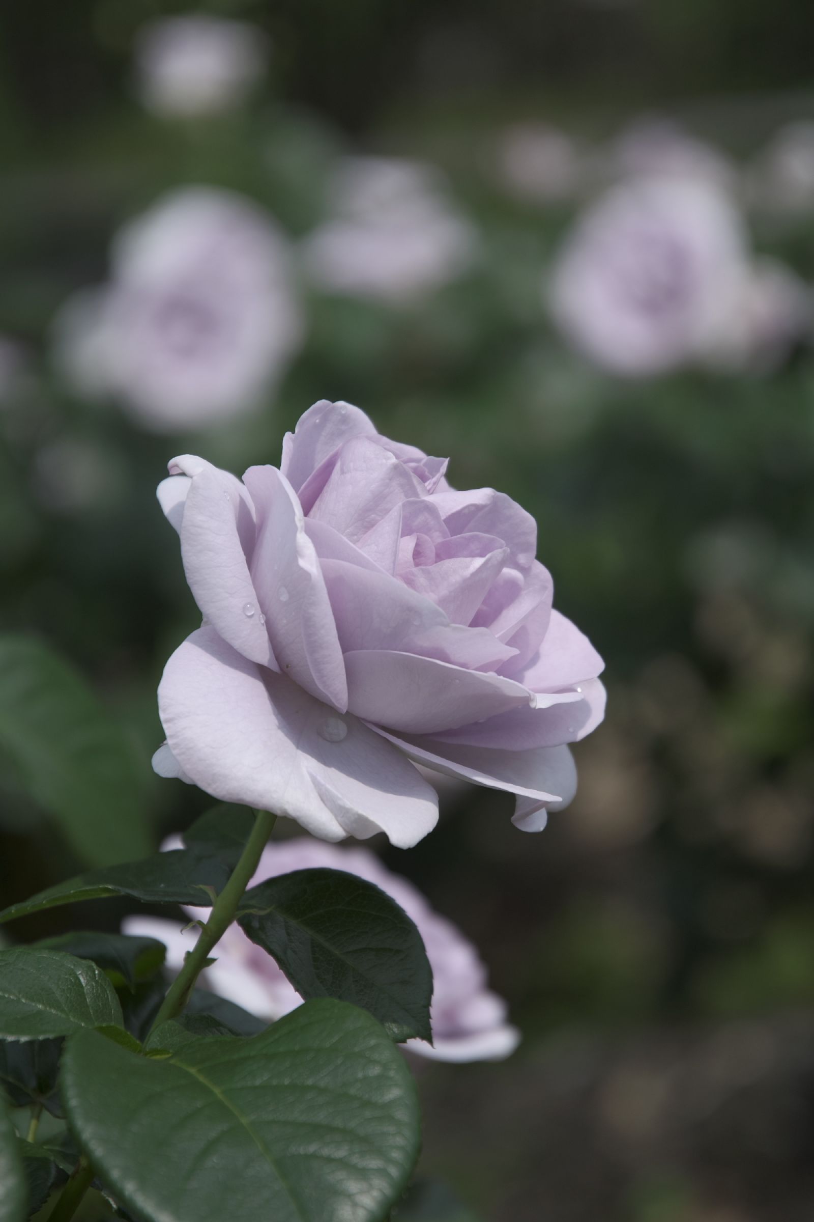 パープルローズ | GANREF 