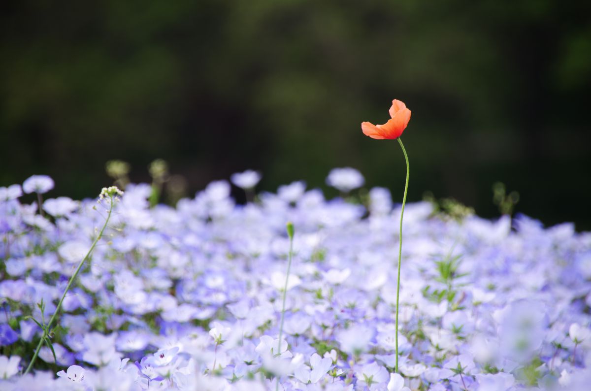 ネモフィラの海に咲く花 自然 風景 海 Ganref
