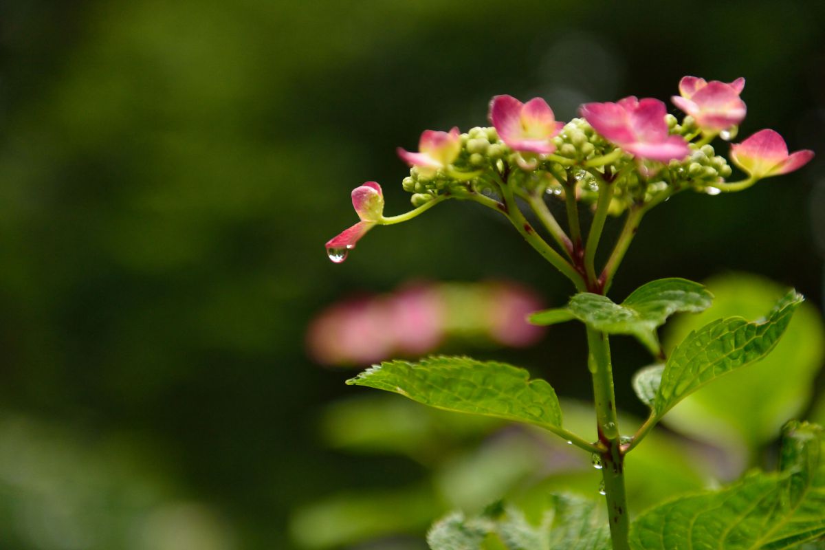 紫陽花の涙 植物 花 花びら Ganref 紫陽花の涙 植物 花 花びら Ganref
