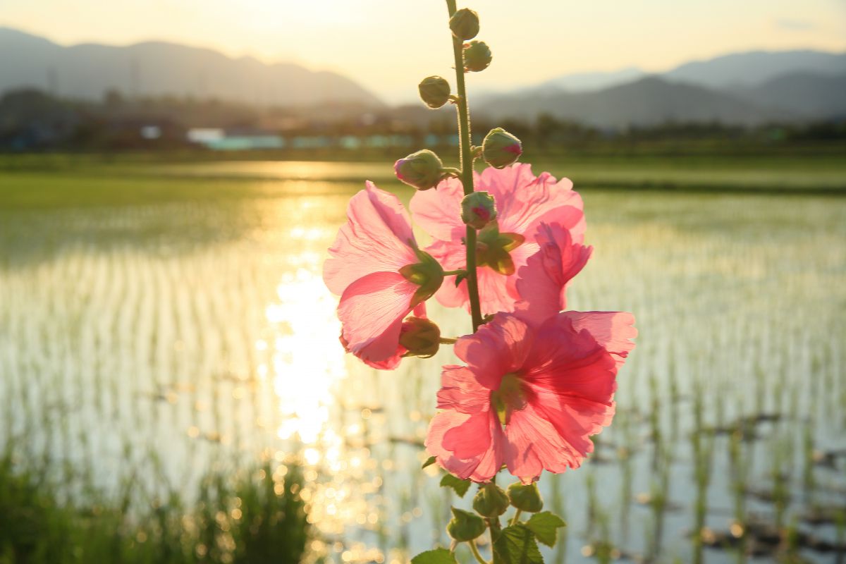 花葵 植物 花 花びら Ganref
