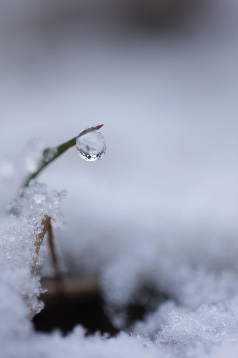 氷滴 自然 風景 その他 Ganref