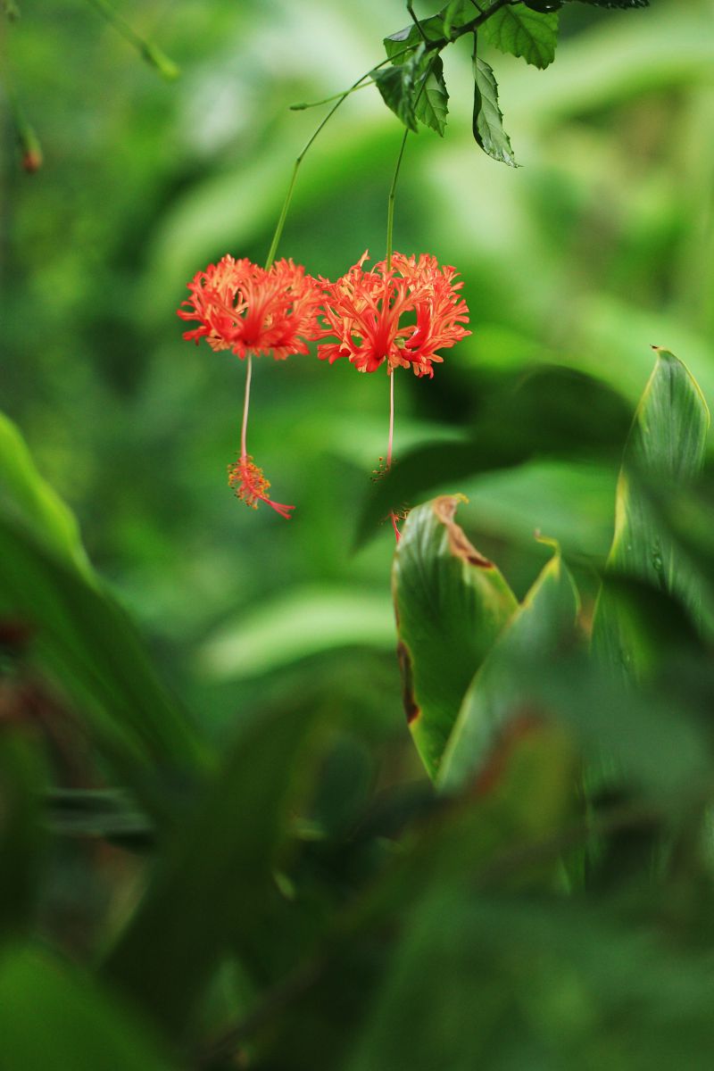 夏の風物詩 植物 花 花びら Ganref 夏の風物詩 植物 花 花びら Ganref
