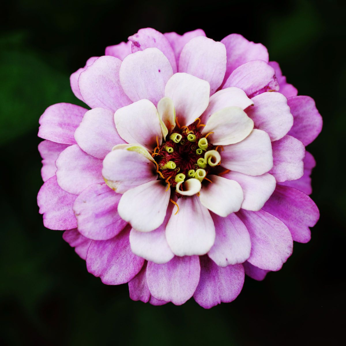 Purple Gradation | GANREF