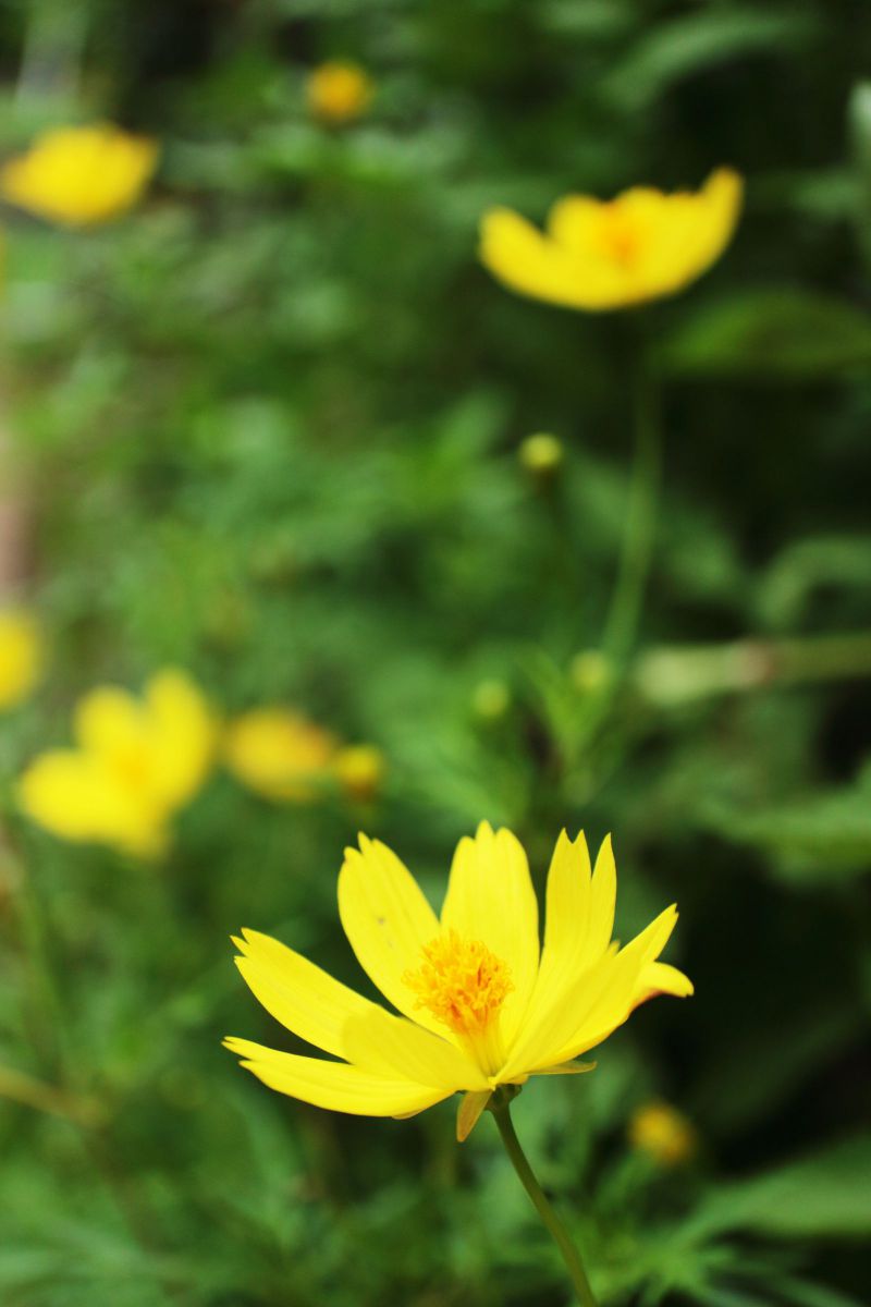 Refreshing yellow | GANREF