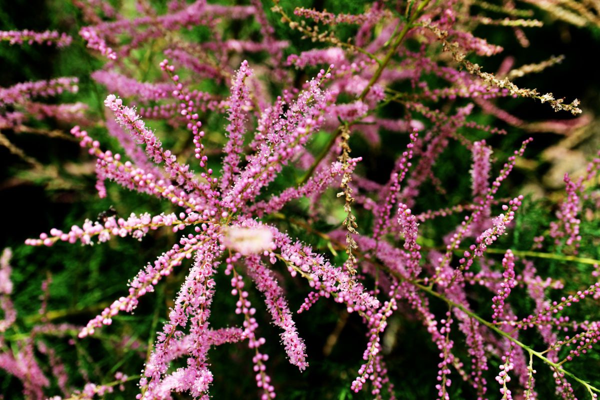 Pink Firework Flower Pink Fireworks | GANREF