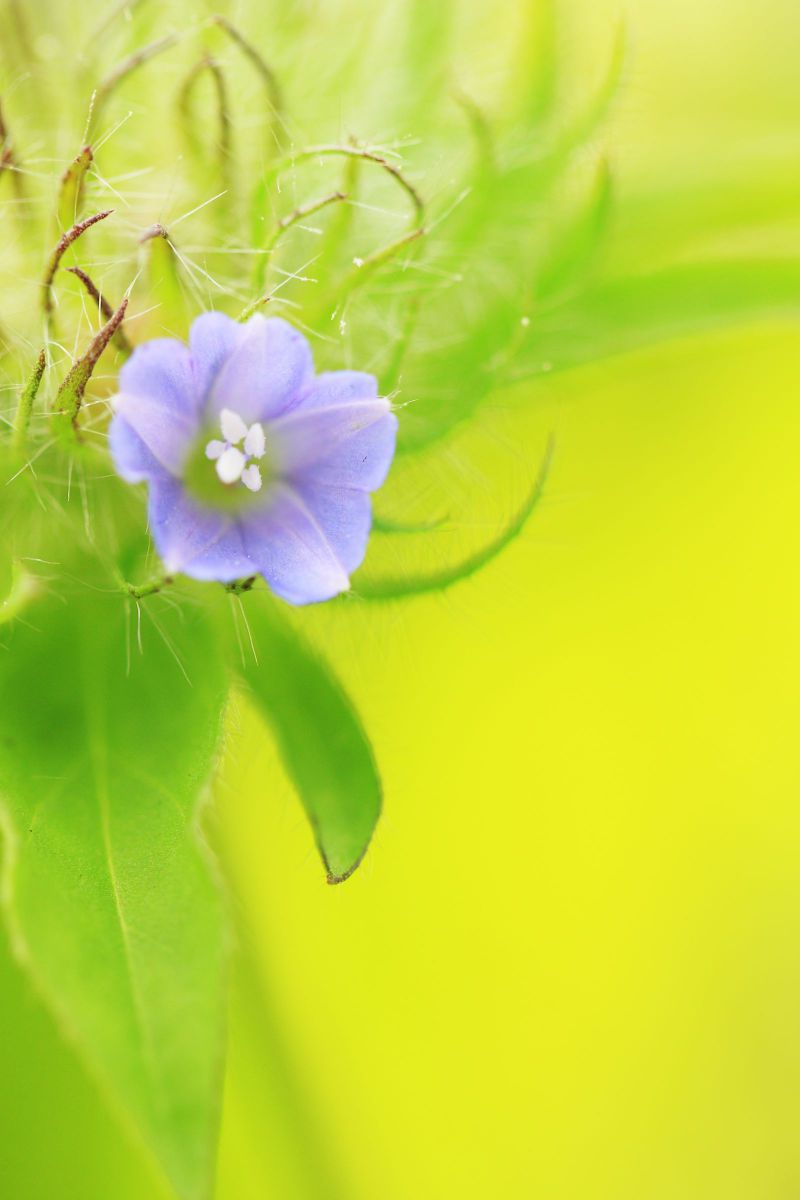 晴れやか 植物 花 花びら Ganref