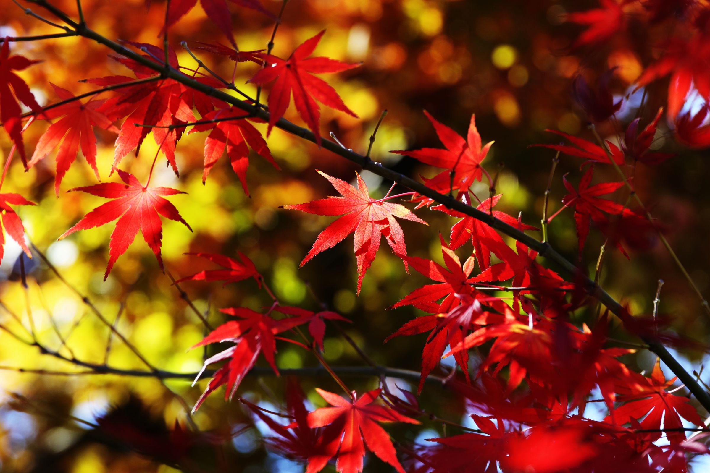 赤星キラリ | GANREF