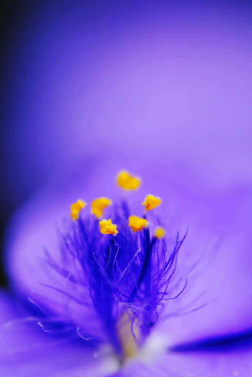 炎花 Touhou - EastNewSound - Hiiro Gekka Kyousai no Zetsu (feat