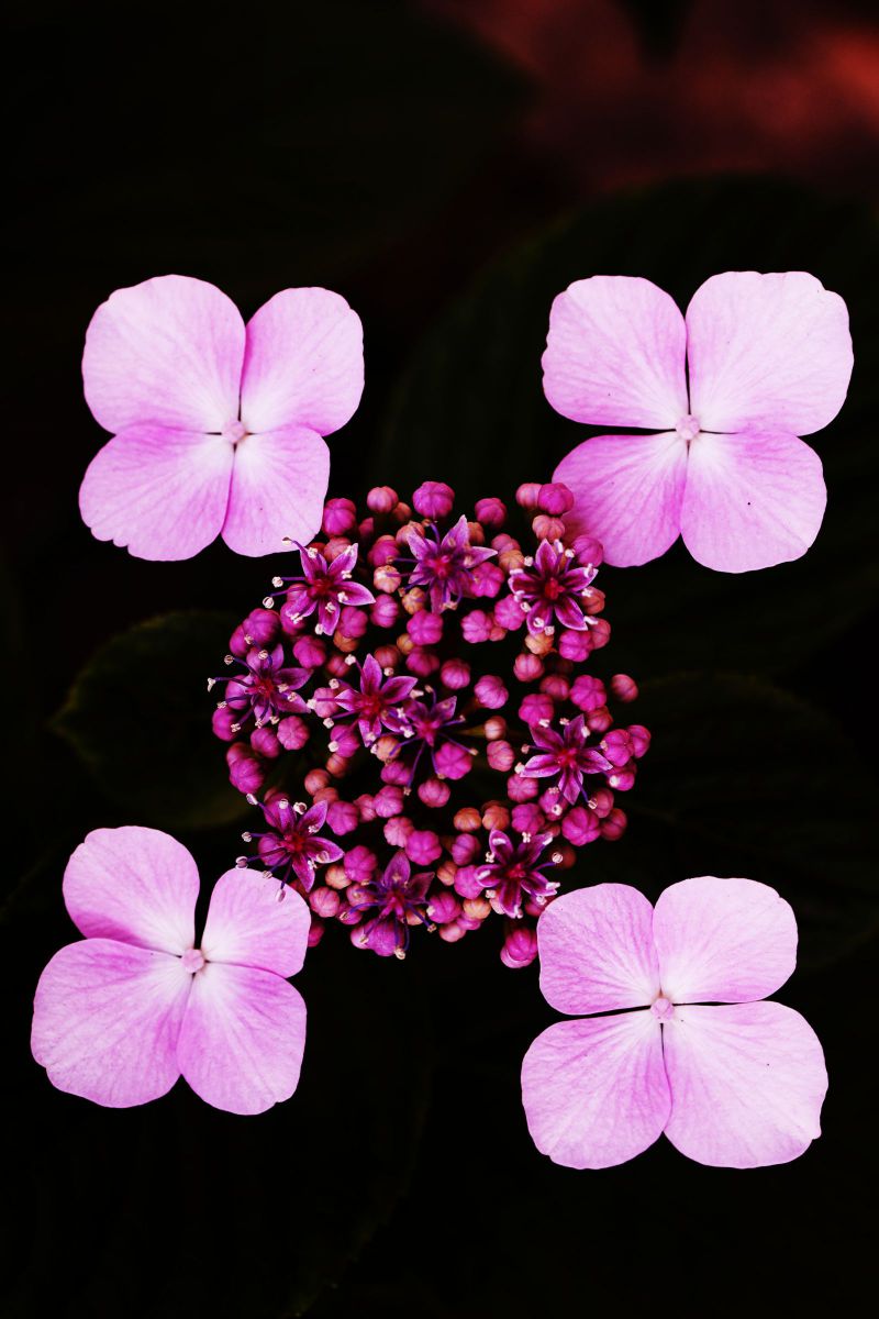 Pink Square | GANREF