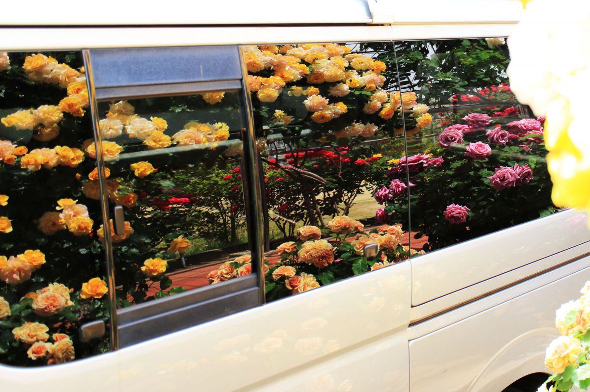 Rose Car | GANREF