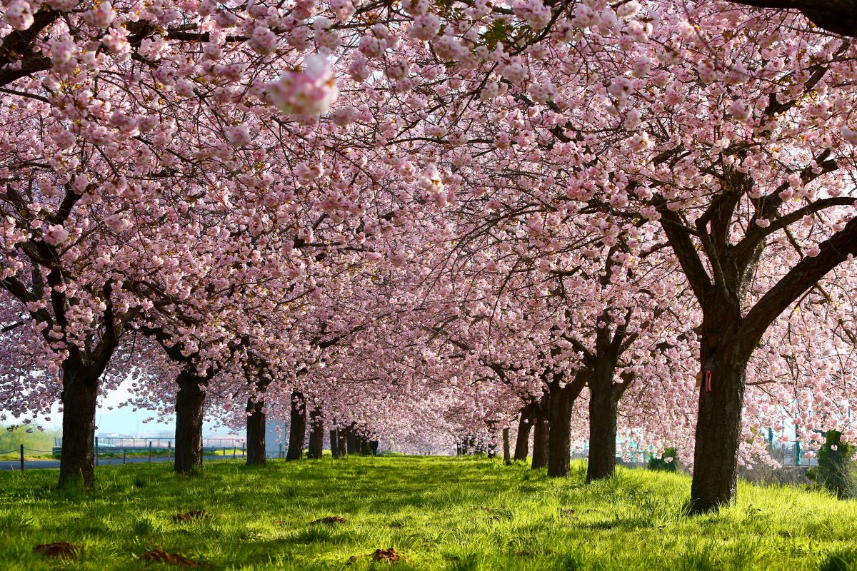 八重桜 一葉 のトンネル 自然 風景 河川 Ganref
