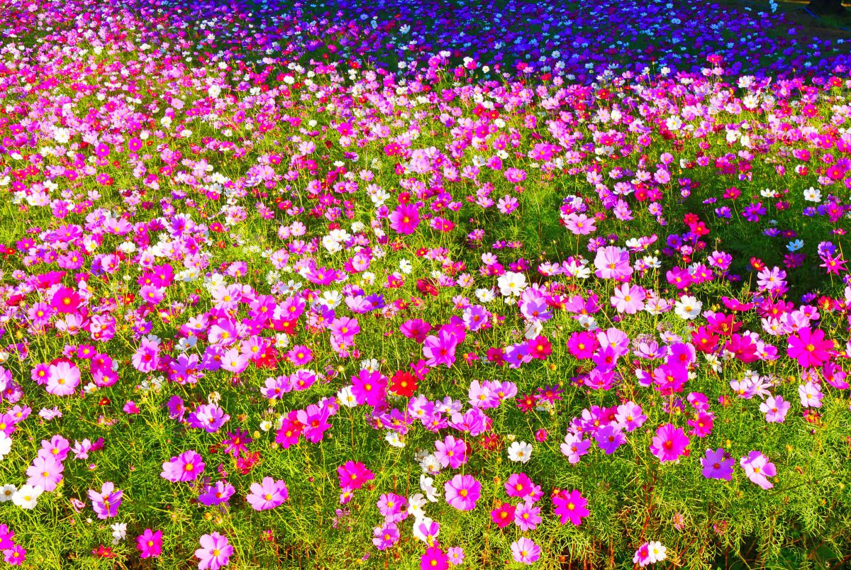 コスモスの海 | GANREF