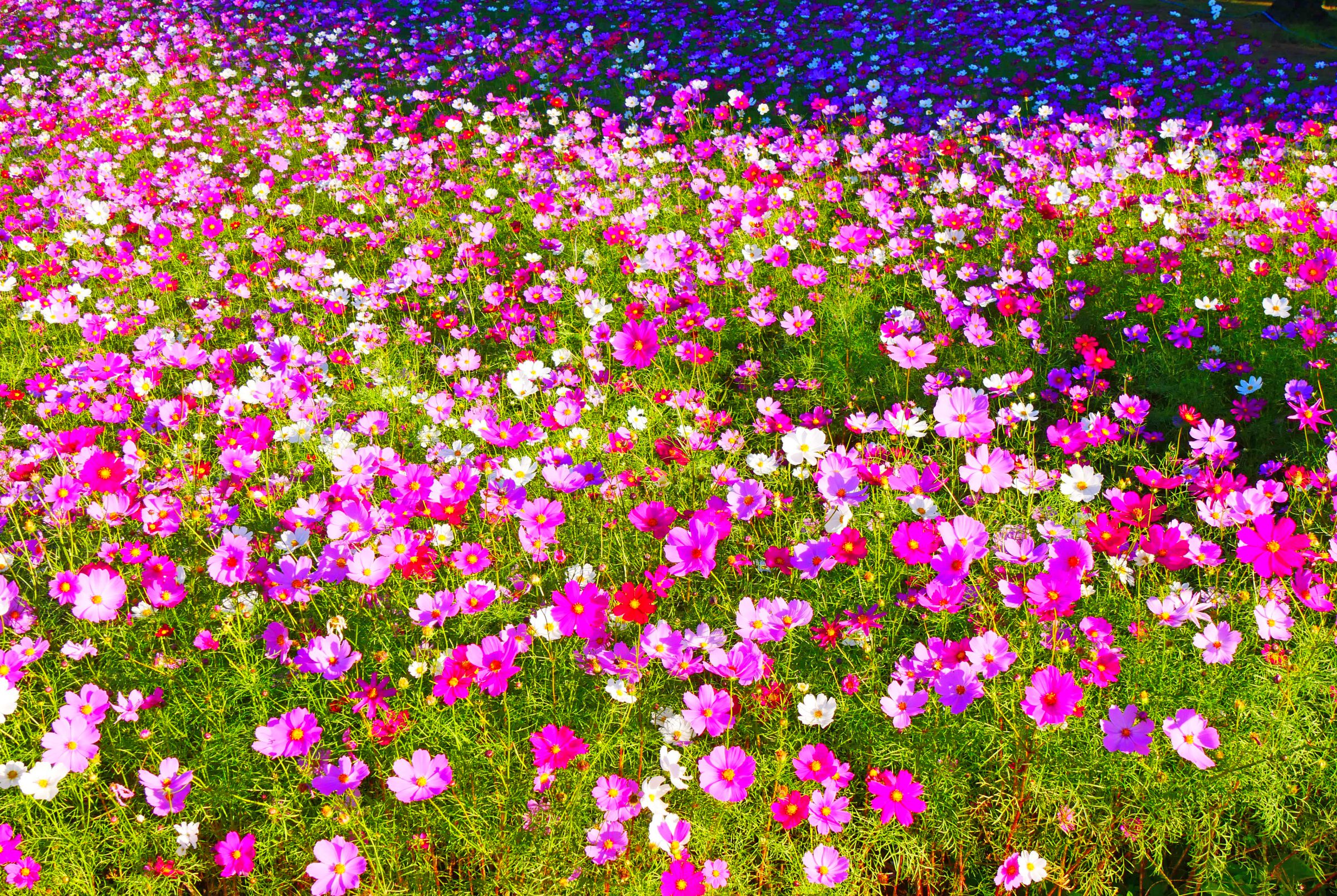 コスモスの海 | GANREF