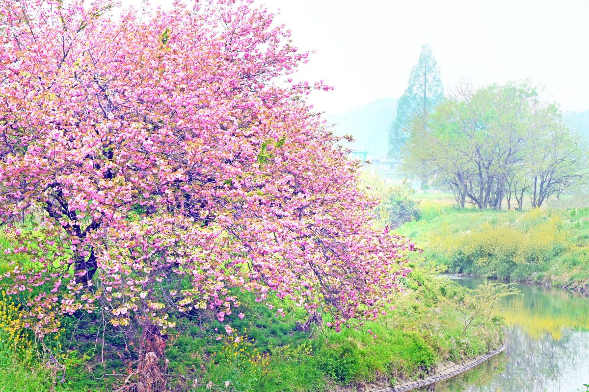 春霞 | GANREF