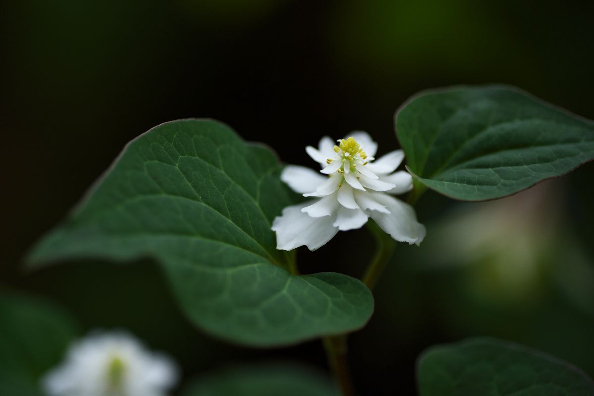 日陰で咲く白い花 植物 花 花びら Ganref