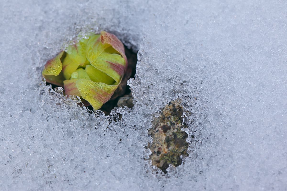 雪融けを待ってました 植物 草 葉 芽 Ganref