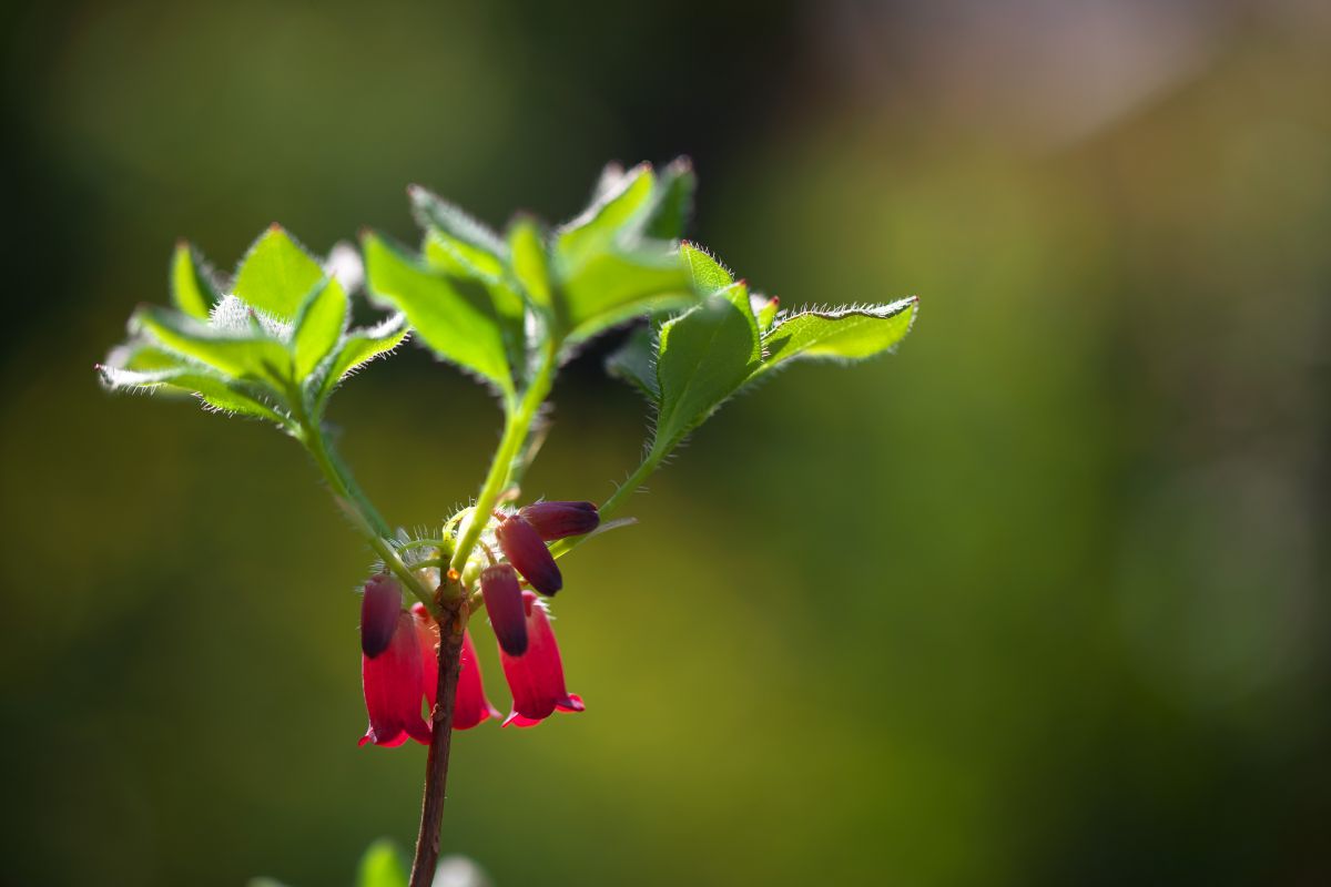 赤いつりがね 植物 花 花びら Ganref 赤いつりがね 植物 花 花びら Ganref