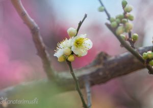 緑の梅の花 梅 小緑萼 | Prunus mume 'Syou-Ryokugaku' | かぎけん花図鑑
