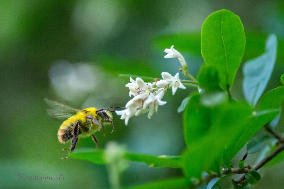 蜜を求めて 動物 虫 昆虫 Ganref