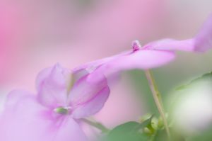 藤棚の見張り番 動物 虫 昆虫 Ganref