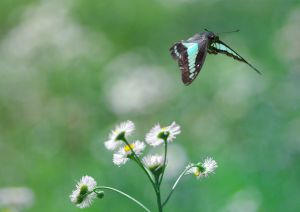 藤棚の見張り番 動物 虫 昆虫 Ganref