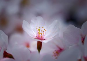 藤棚の見張り番 動物 虫 昆虫 Ganref