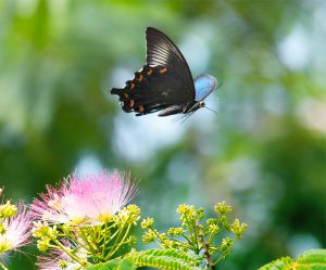 69b57095225543f7661f9dc1b7f1a2