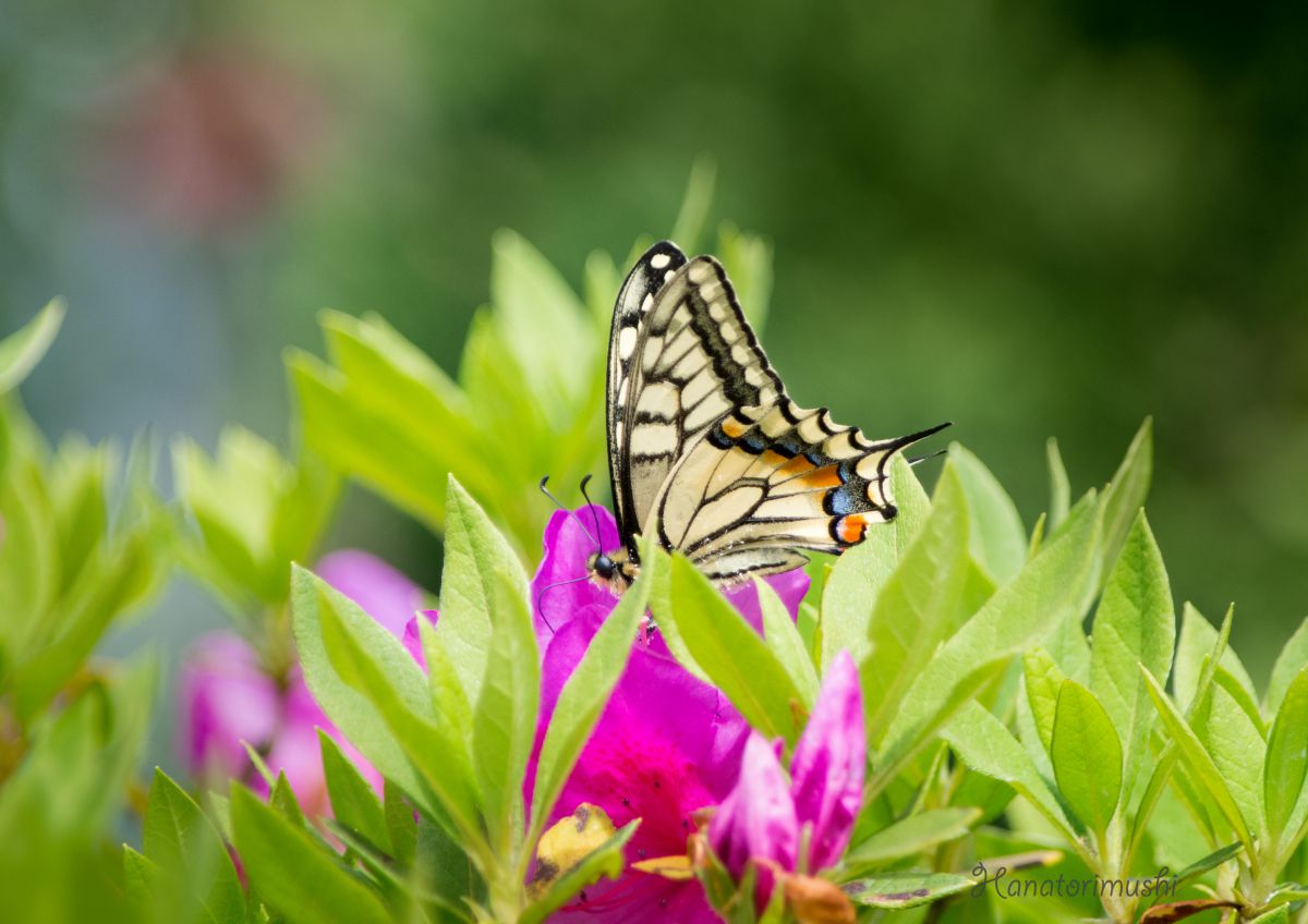 顔を上げて 動物 虫 昆虫 Ganref