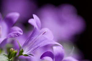 藤棚の見張り番 動物 虫 昆虫 Ganref