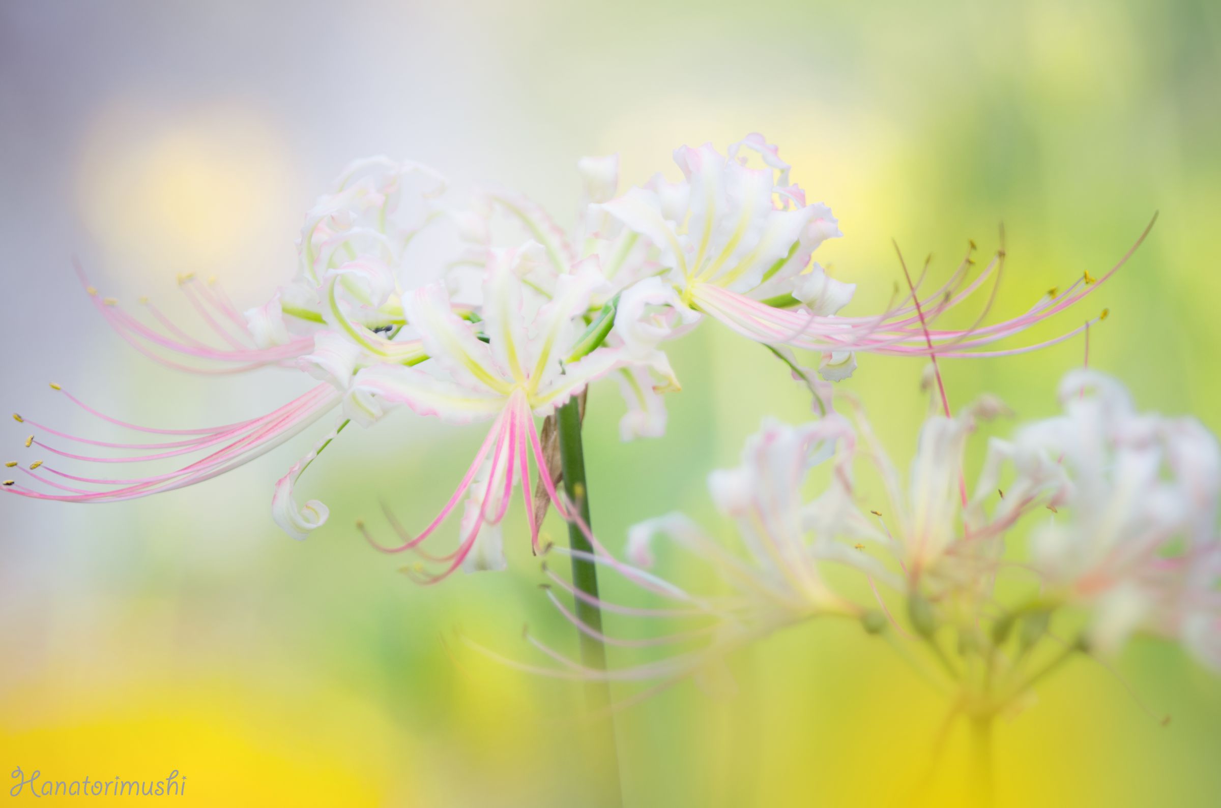 天界の花 | GANREF