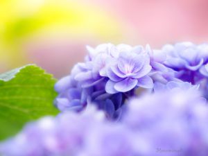 紅蓮華 ぐれんげ 植物 花 花びら Ganref 紅蓮華 ぐれんげ 植物 花 花びら Ganref