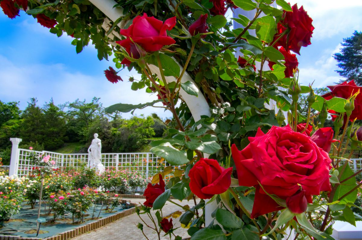 バラの王国 植物 花 花びら Ganref