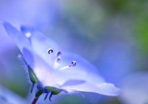 藤棚の見張り番 動物 虫 昆虫 Ganref