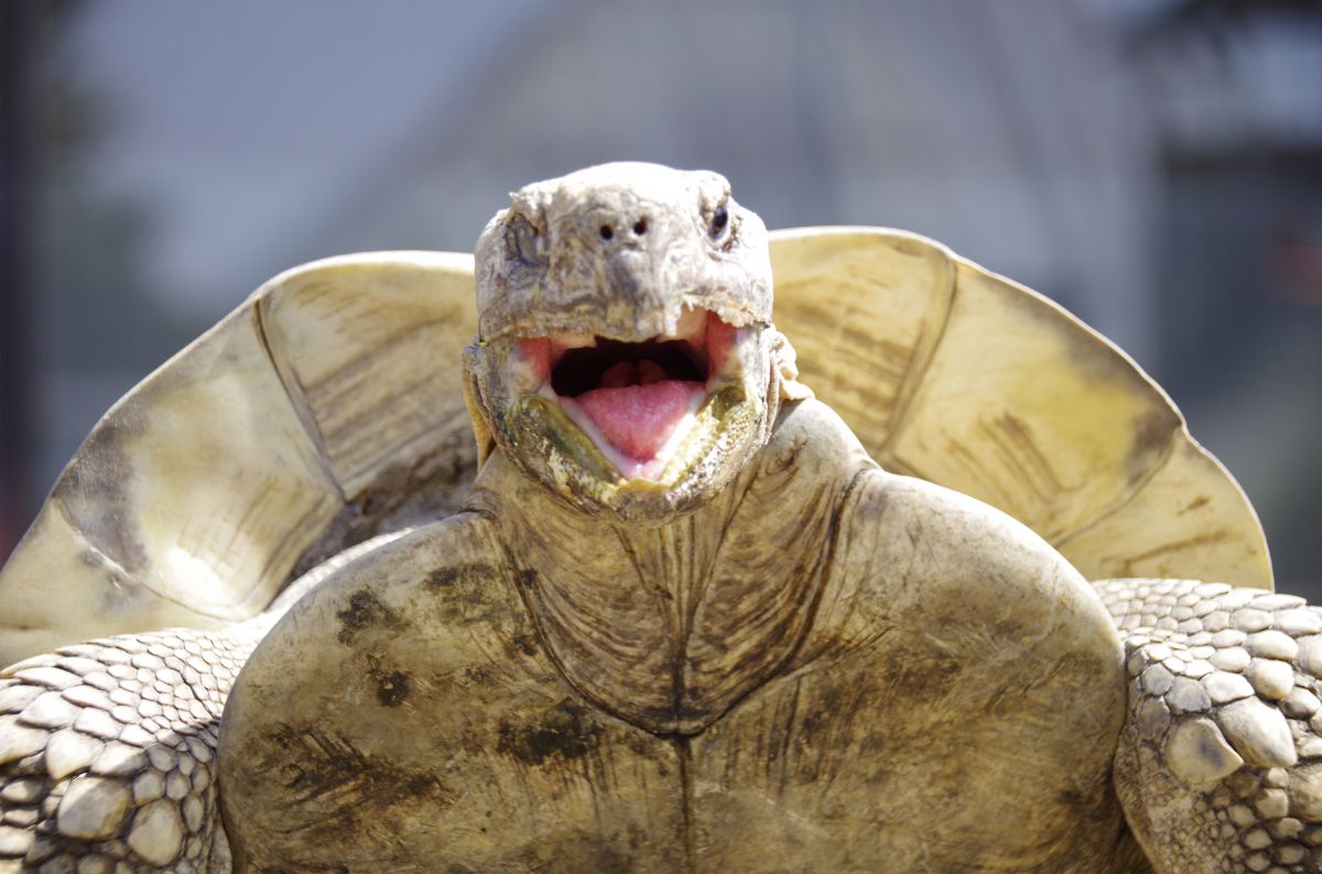 ガメラ 動物 爬虫類 両生類 Ganref ガメラ 動物 爬虫類 両生類 Ganref