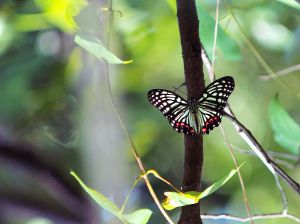 森のステンドグラス | GANREF