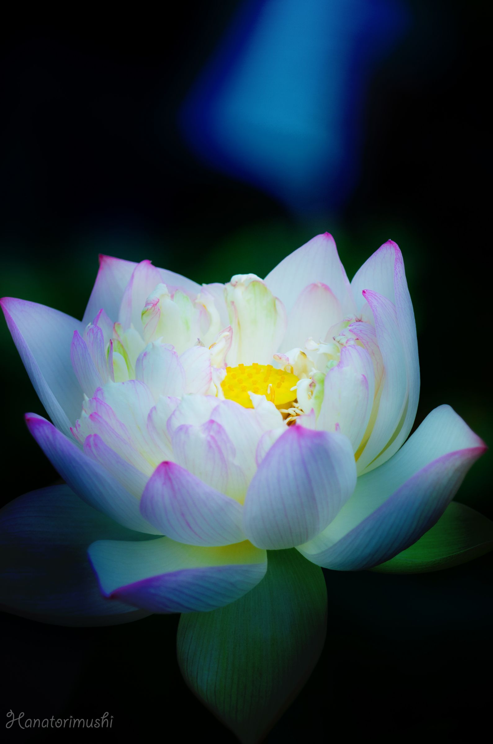 ベニスの花 魔性の花 | GANREF