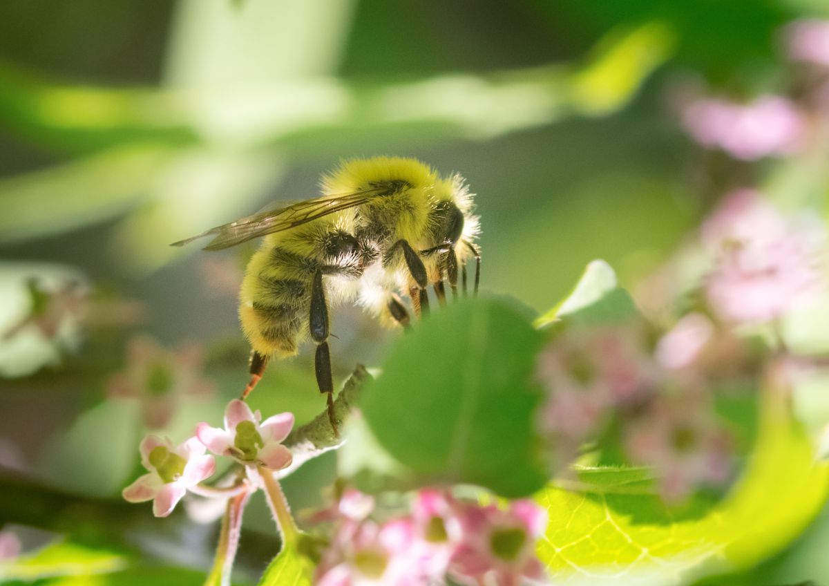 ライオン蜂 動物 虫 昆虫 Ganref ライオン蜂 動物 虫 昆虫 Ganref