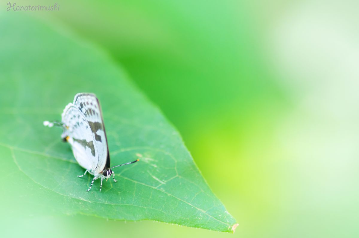 葉影の妖精 動物 虫 昆虫 Ganref