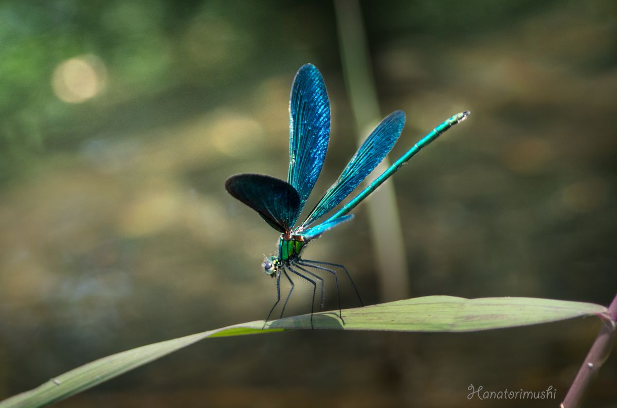 青藍の輝き 動物 虫 昆虫 Ganref