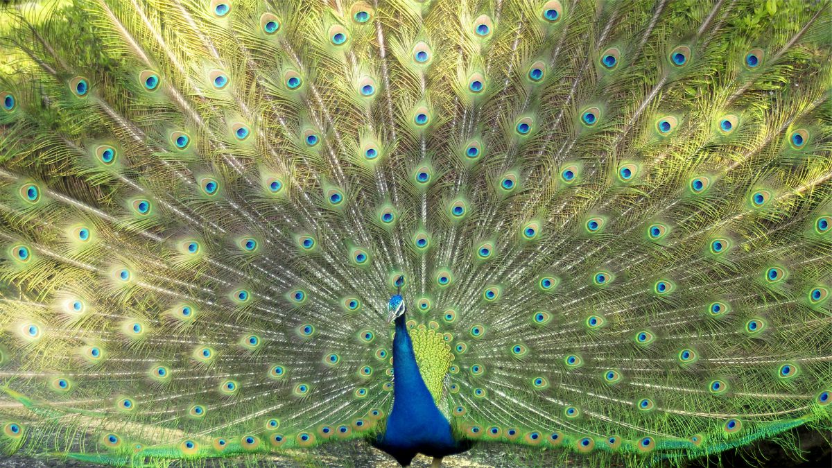 火の鳥 動物 鳥類 Ganref