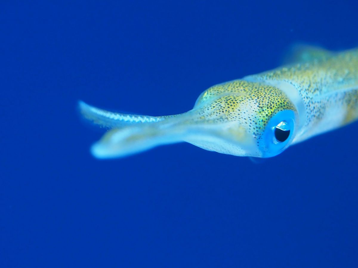 Baby 動物 その他の海の生物 Ganref