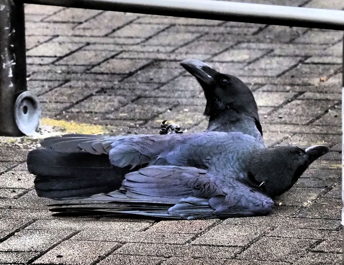 押さえ込み 動物 鳥類 Ganref