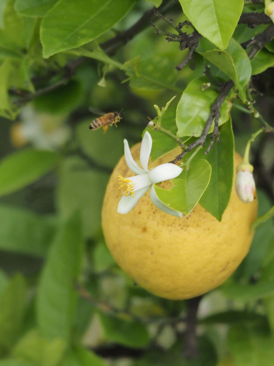 ジャンボレモン ポンデローサ GANREF