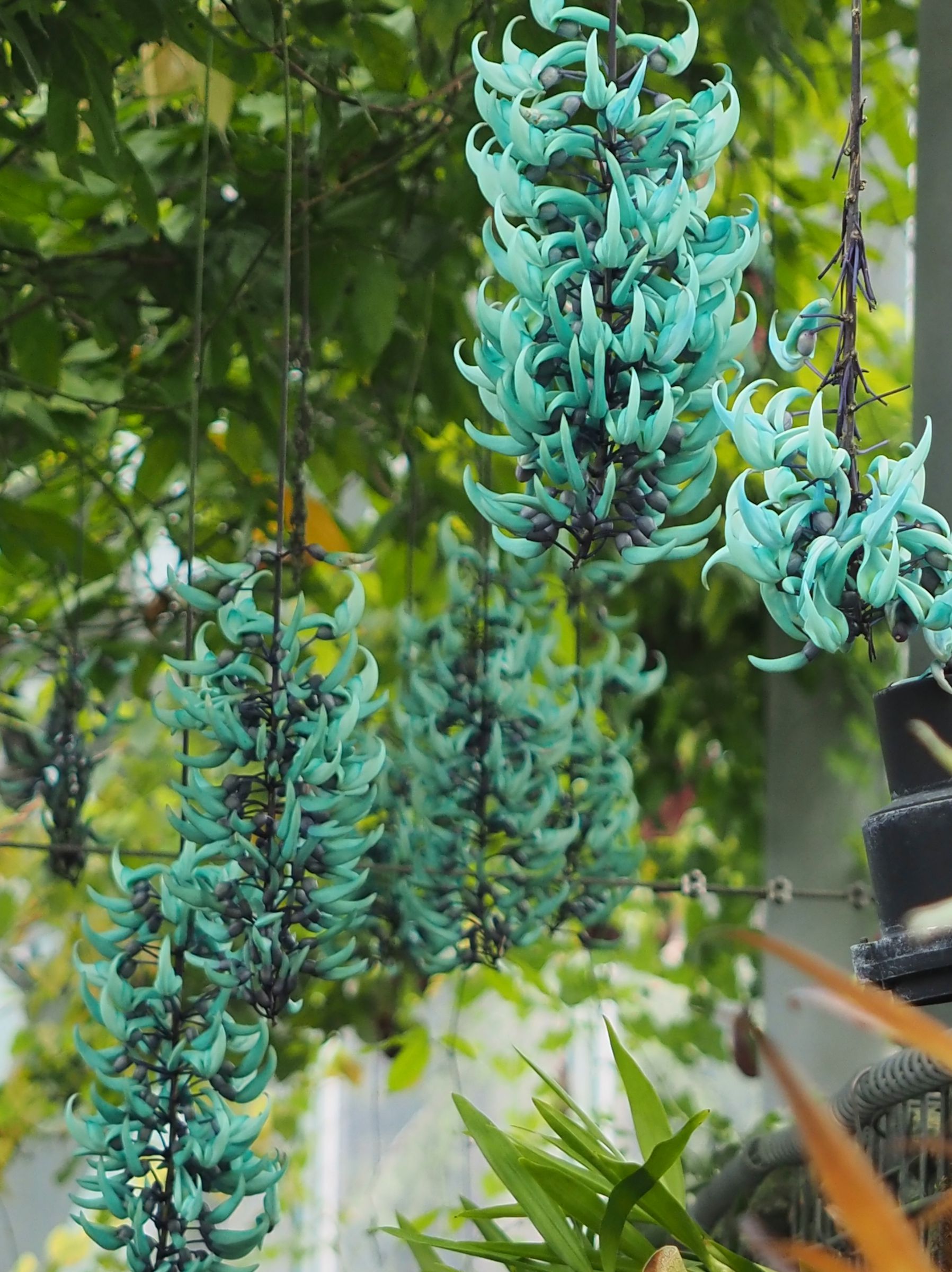 翡翠色の花 | GANREF