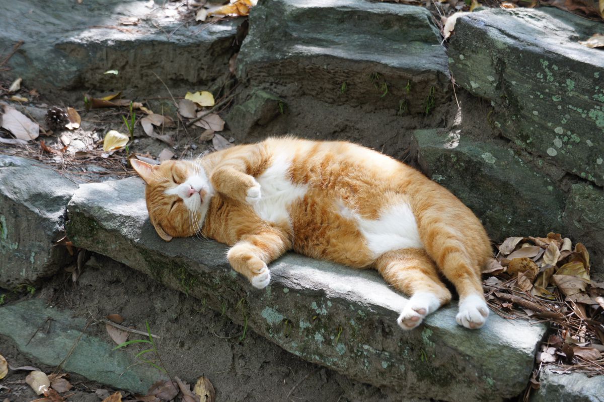 無防備 動物 猫 Ganref